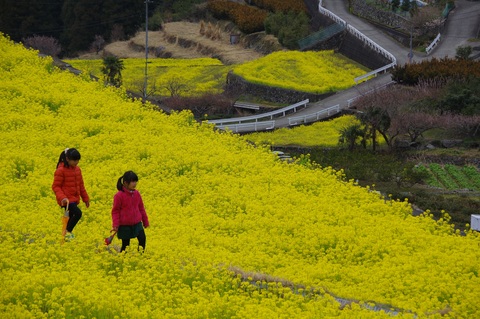 なの花の里の写真