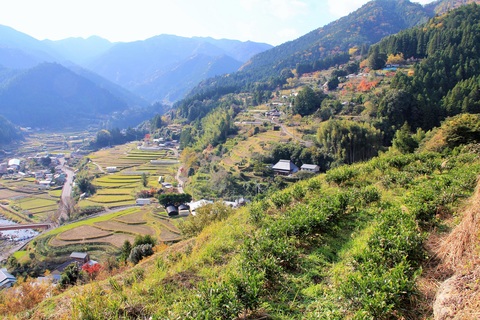 神田茶の里～秋景色～の写真