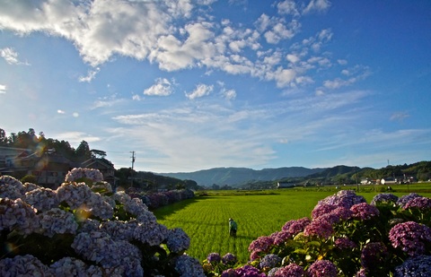 【中山間】花と田園の写真