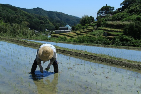 田植えの写真