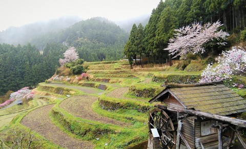 春雨の棚田の写真