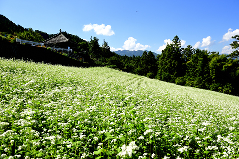 青空の下咲くソバの花々