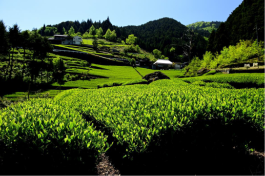 中山間部門（薫風）
