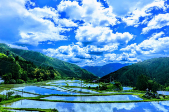 棚田部門（青の季節）
