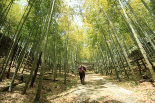 中山間部門優秀賞（竹の子畑）