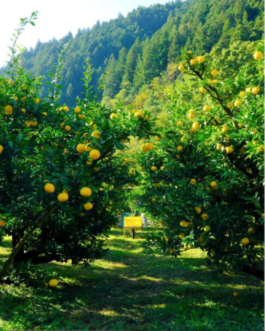 中山間部門特別賞（実りのトンネル）