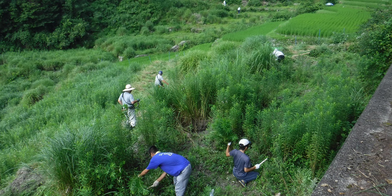 棚田の保全活動,三好市井川町「下影の棚田」