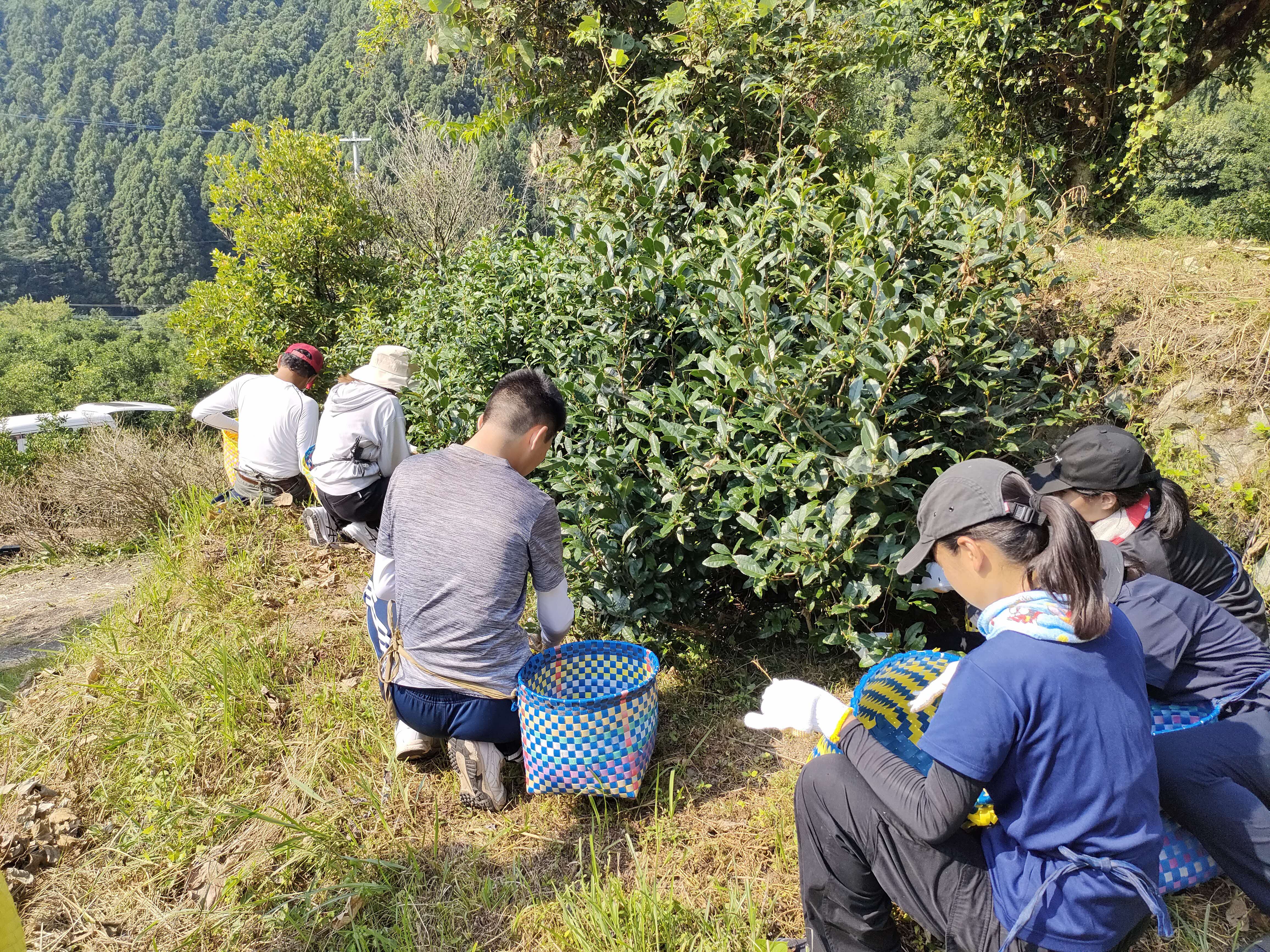 茶摘み作業