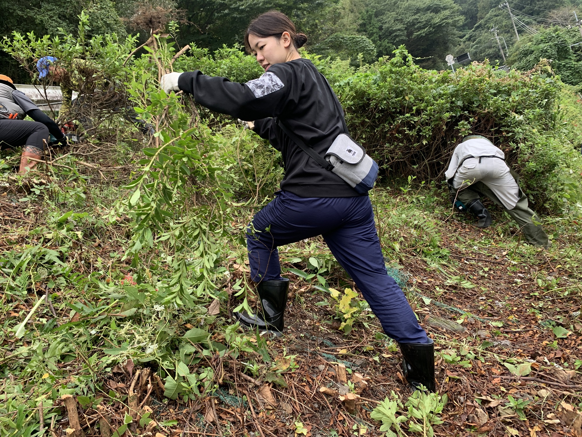 作業の様子_つつじ撤去