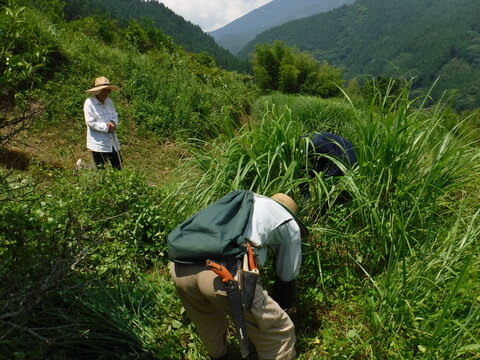 草刈り作業中