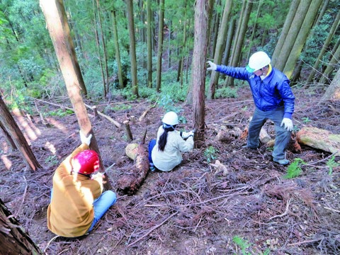 スギやヒノキの間伐作業