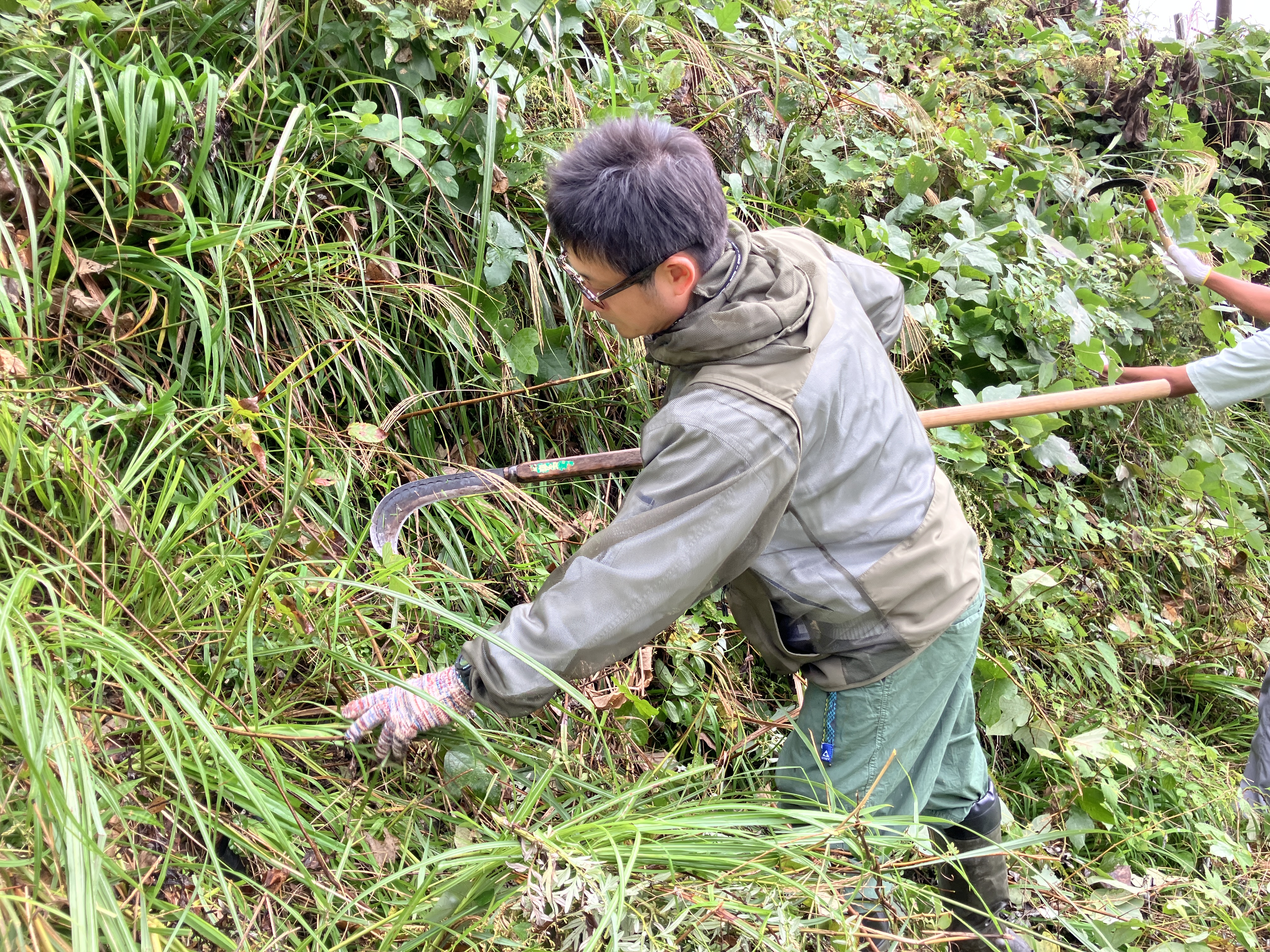 鎌をつかい草を刈る様子