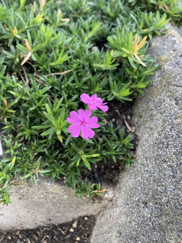 二度咲きの芝桜