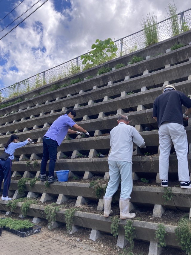 芝桜の植え付け作業