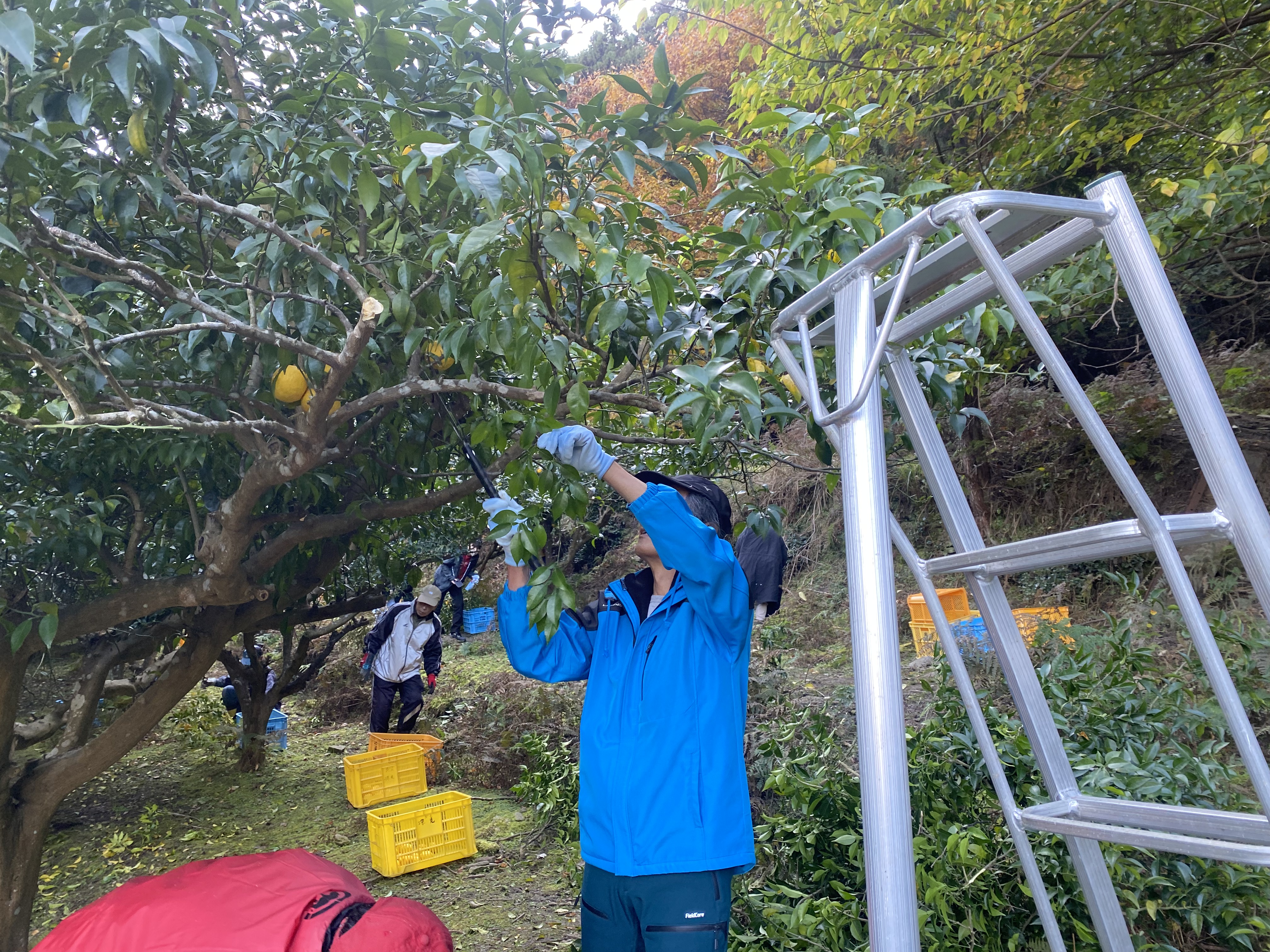 ゆずの収穫を行う様子