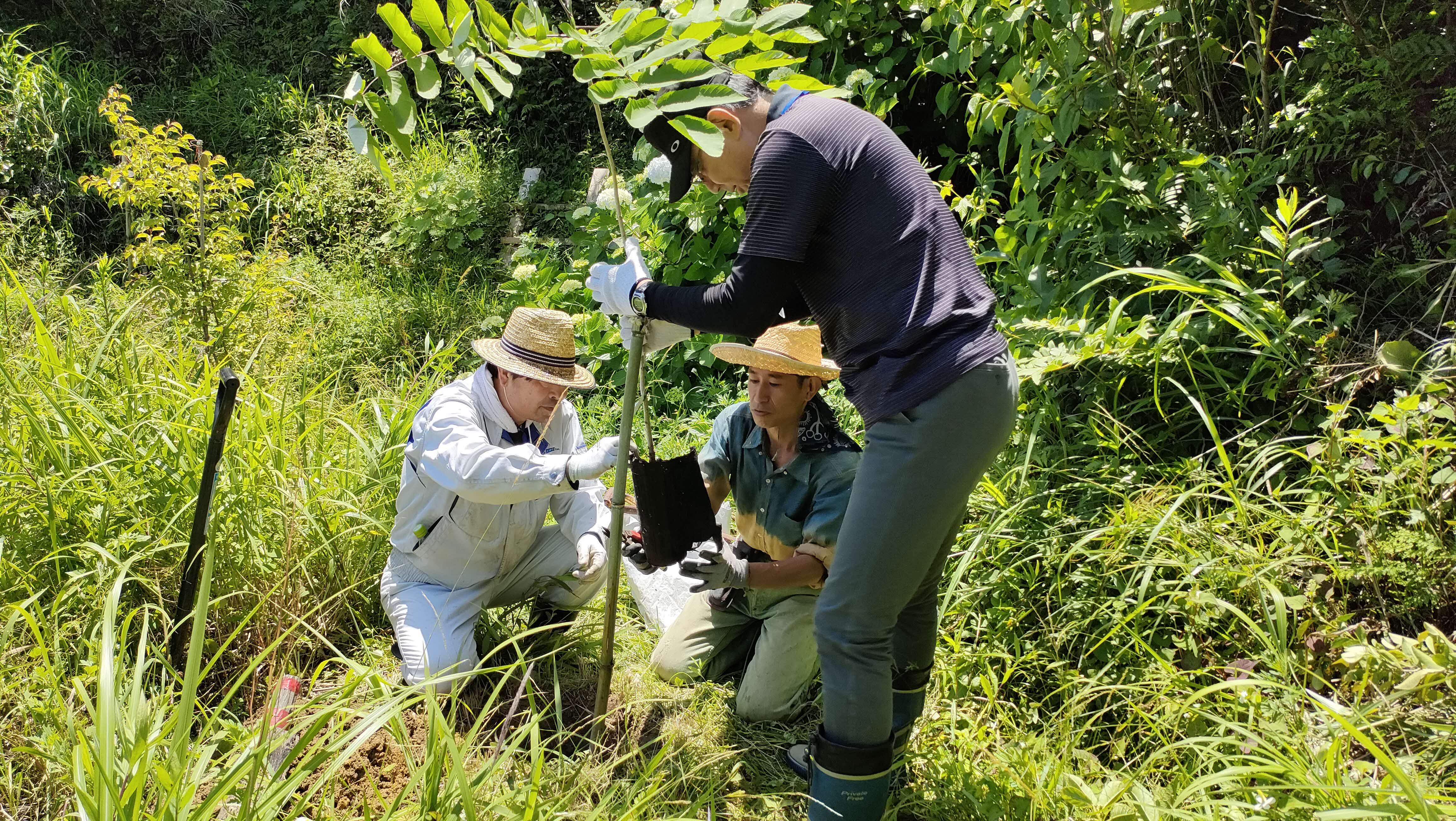 植樹を行う様子