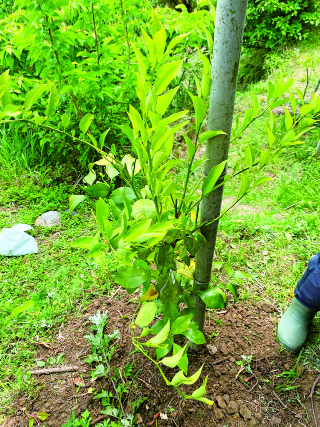 はるみの苗木を植えてみんなで命名