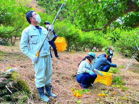 ゆずの収穫をお手伝い