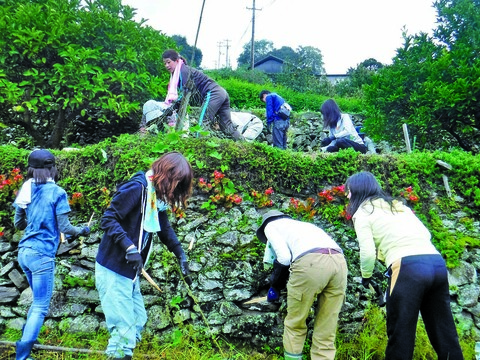高開の石積みの除草