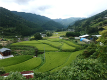 堂平(どうびら)の棚田