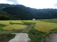 堂平(どうびら)の棚田