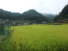 御所谷(ごしょだに)の棚田