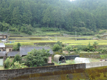 御所谷(ごしょだに)の棚田