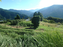 張(はり)の棚田 張(はり)の棚田