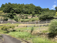 張(はり）の棚田