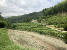 辺川(へがわ)の棚田