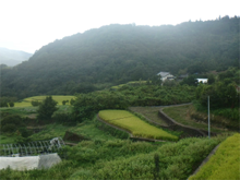 東府能(ひがしふのう)の棚田