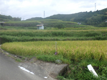 東府能(ひがしふのう)の棚田