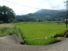 東久保(ひがしくぼ)の棚田
