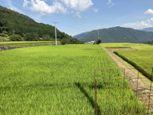井の久保西(いのくぼにし)の棚田
