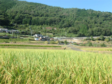 井の久保西(いのくぼにし)の棚田