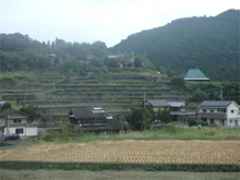石堂・谷(いしどう・たに)の棚田 石堂・谷(いしどう・たに)の棚田