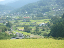 石堂・谷(いしどう・たに)の棚田 石堂・谷(いしどう・たに)の棚田