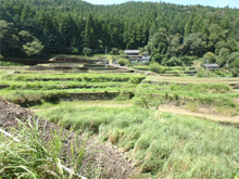 蔭谷(かげだに)の棚田