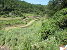 蔭谷(かげだに)の棚田
