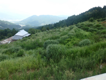 蔭名(かげみょう)の棚田