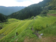樫原(かしはら)の棚田