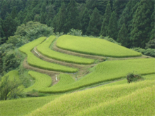 樫原(かしはら)の棚田