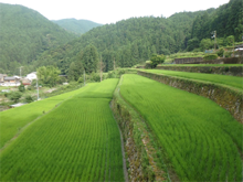 久尾(くお)の棚田