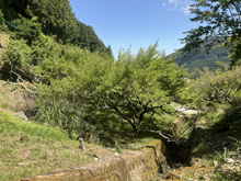 倉羅(くらら)の棚田