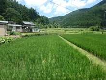 桑原(くわはら)の棚田