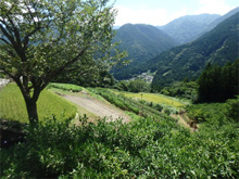 森遠(もりどの)の棚田 森遠(もりどの)の棚田