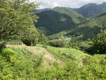 森遠(もりどの)の棚田