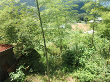 森遠(もりどの)の棚田