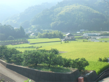 中畑(なかばたけ)の棚田