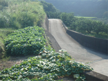 中畑(なかばたけ)の棚田